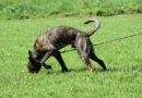 Tracking Dogs vs. Trailing Dogs for Law Enforcement