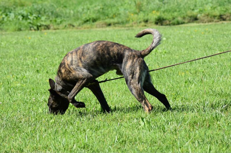 Tracking Dogs vs. Trailing Dogs for Law Enforcement K9 Handler Magazine