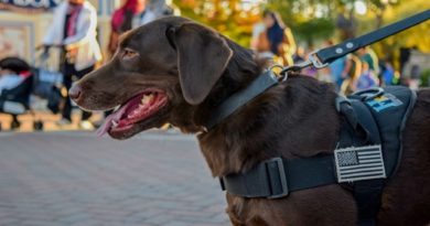 Dogs Finding Bombs on People Dogs Finding Bombs on People