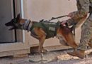 MWD’s Hunting Terrorists