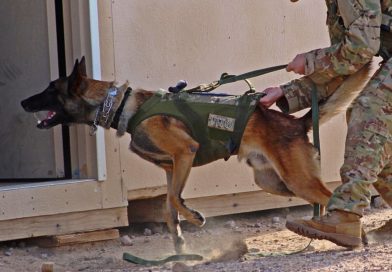 MWD’s Hunting Terrorists